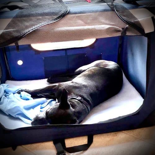 Customer's black dog resting comfortably inside the blue Soft Pet Carrier Bag on its soft fleece pad.