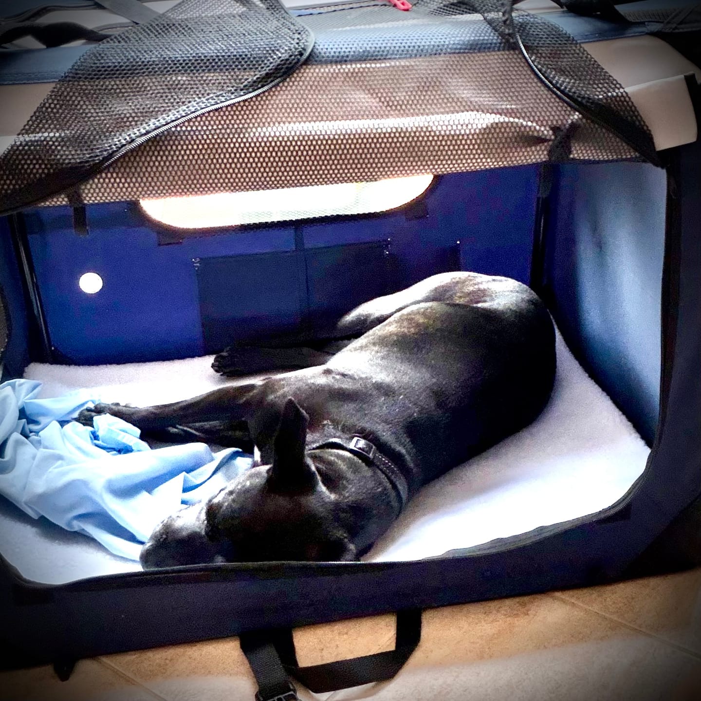 Customer photo review of Soft Pet Carrier Bag for Cats & Dogs
