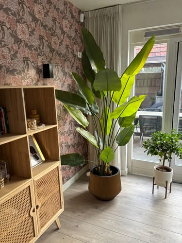 Customer photo review of Strelitzia Kunstplant 210cm