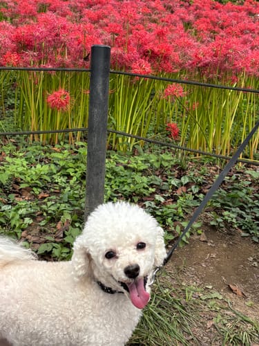 Customer photo review of 【プレミアム版】FunFunPet 高機能ハーネス （お名前タグ作成サービス付き）