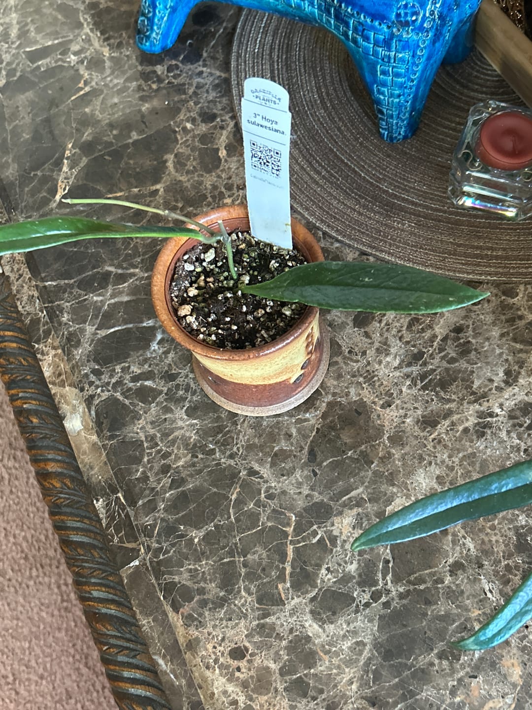 Customer photo review of Hoya sulawesiana