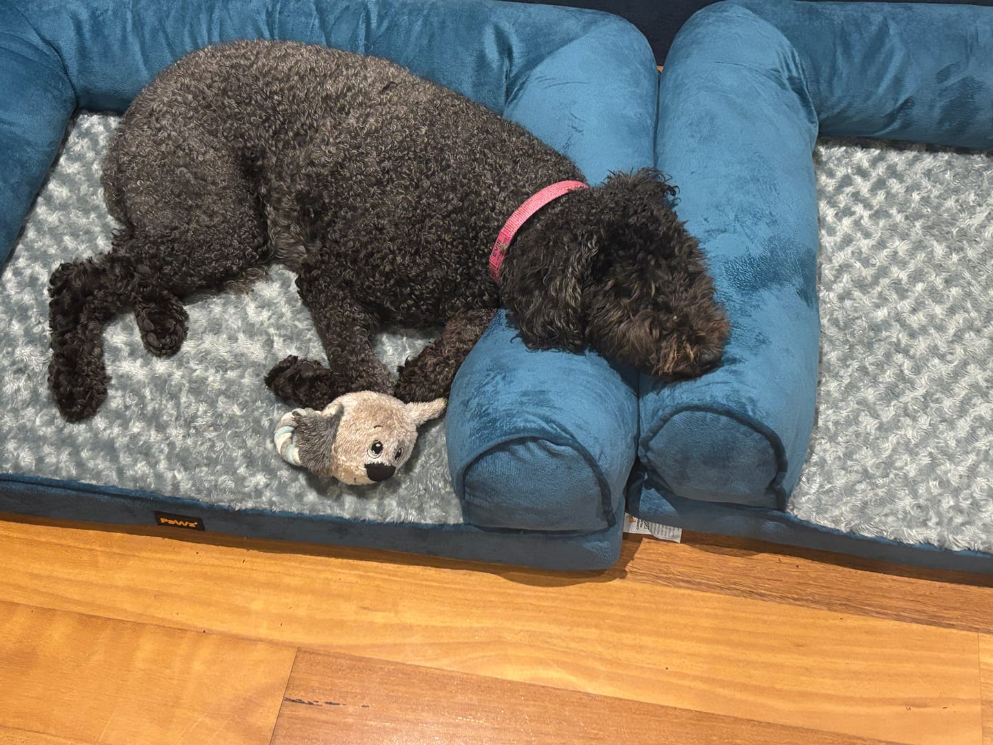 Customer photo review of Pet Sofa Bed