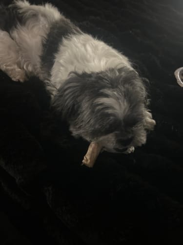 Customer photo review of Freeze Dried Raw Bully Sticks - 5 Count