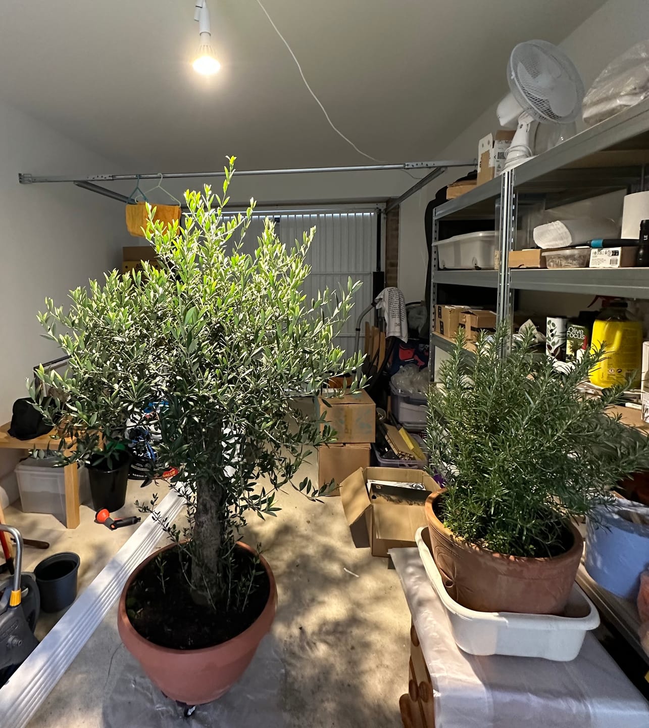 Customer photo review of Pianta Grow Light and Enna Plug-in Ceiling Pendant Bundle