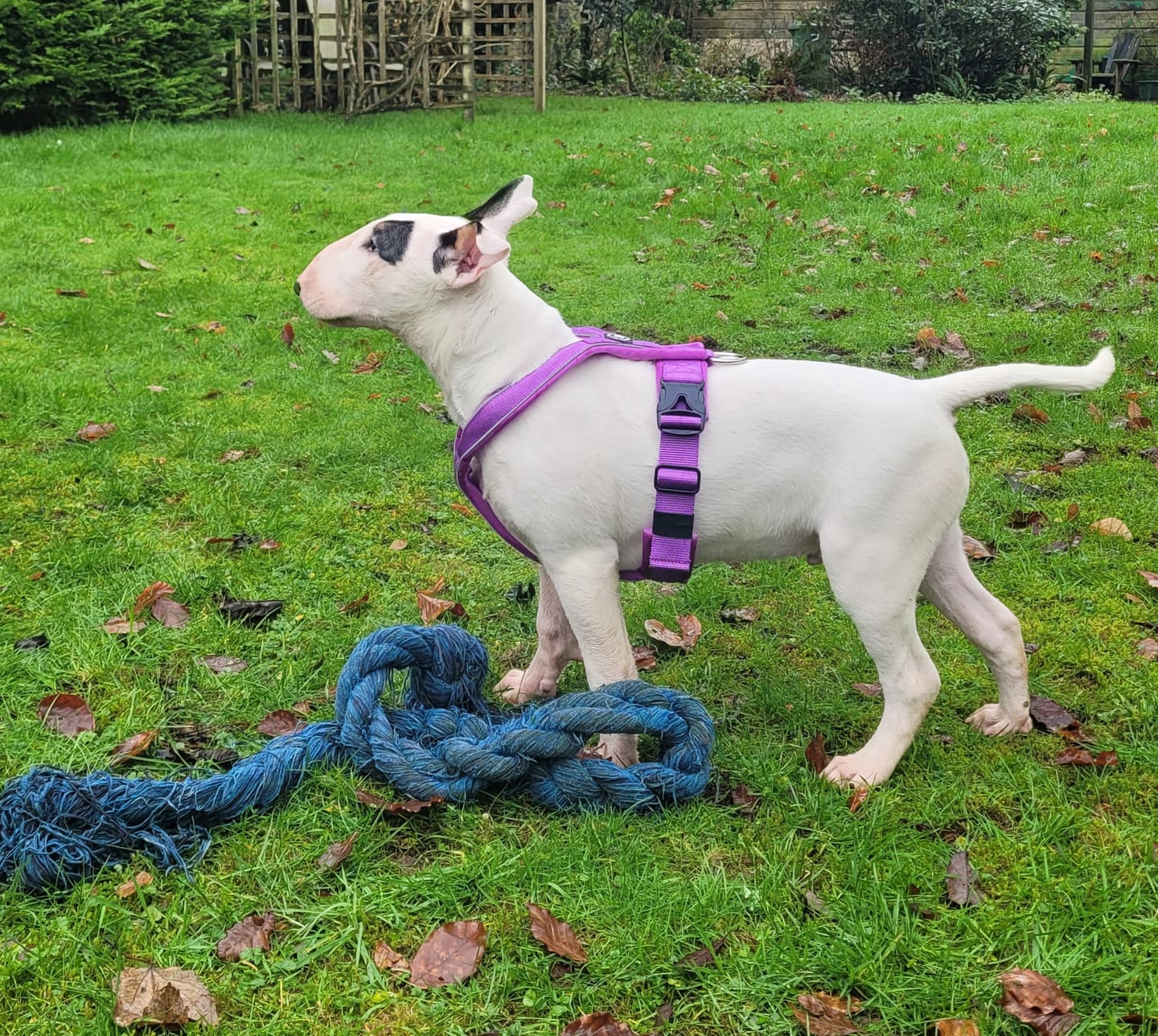 Customer photo review of Slip on Harness | Foam Padded - Purple