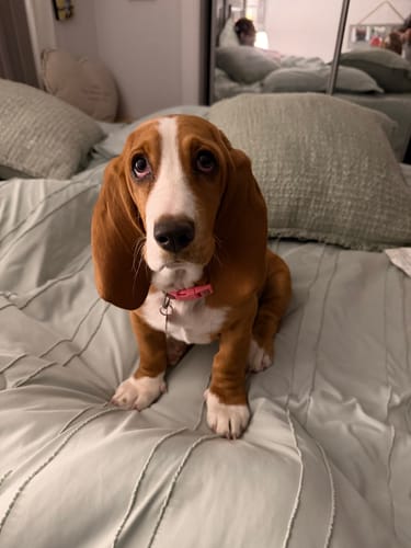 Customer photo review of Iron Paws Premium Dog Supplement