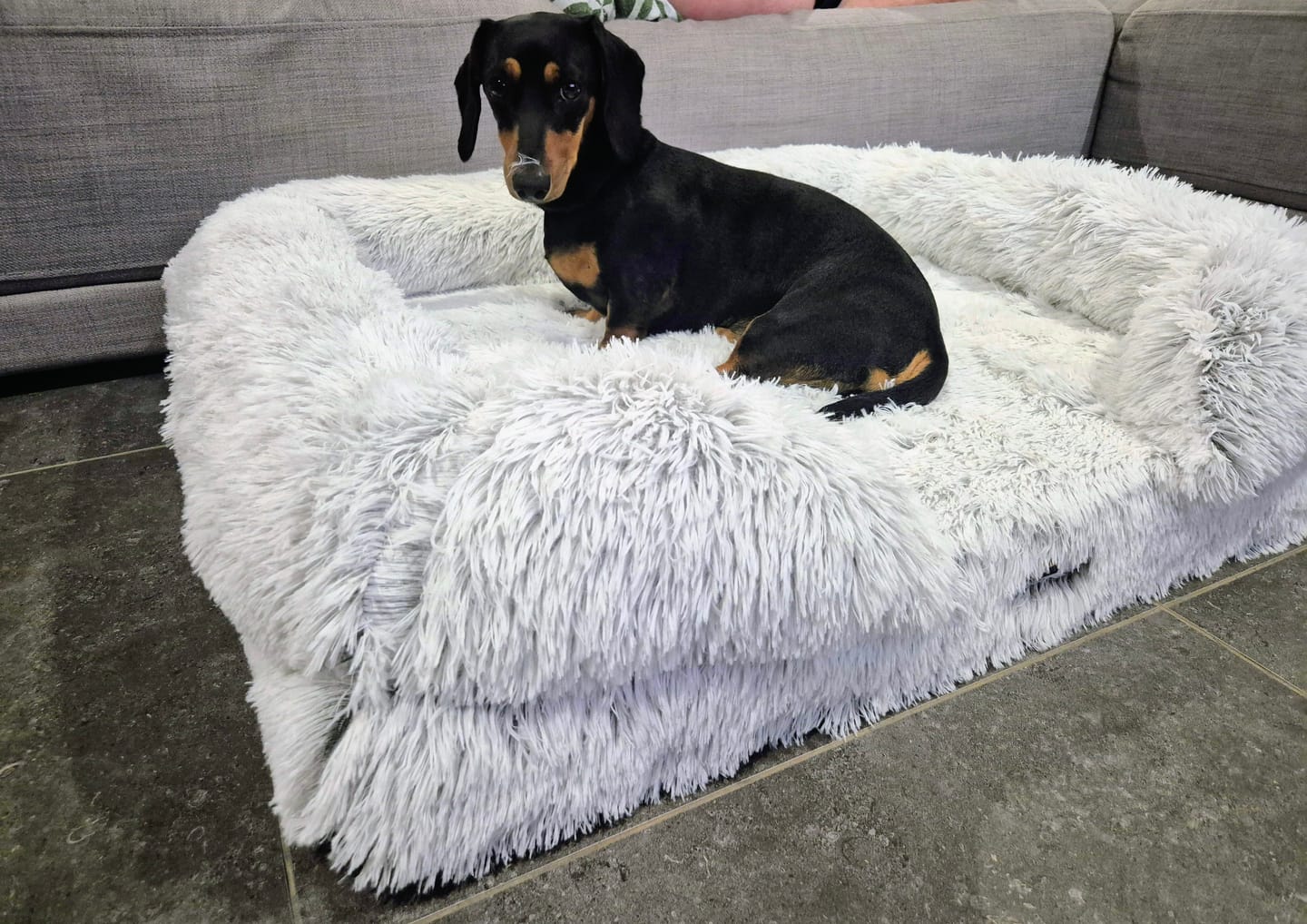Customer photo review of Pet Orthopaedic Bed