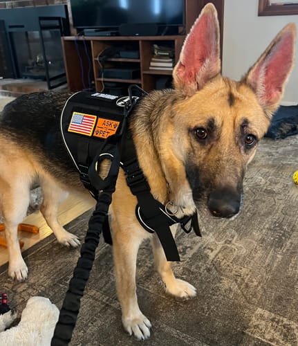 Customer's German Shepherd wearing the black Tactical No-Pull Team K9 Dog Harness indoors.