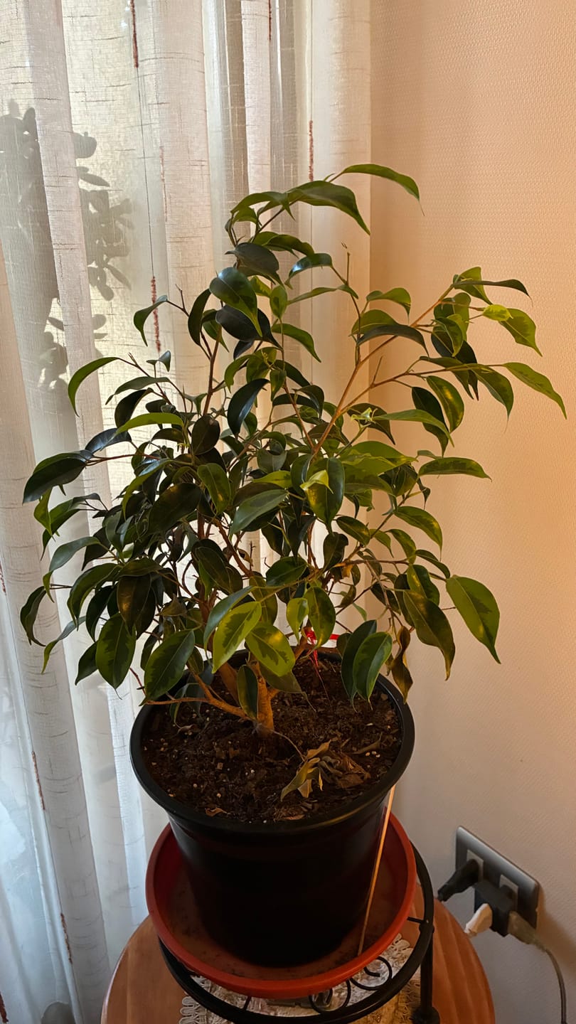 Customer photo review of Ficus Benjamina S