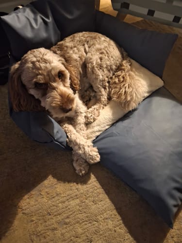 Customer photo review of The Dog Dock