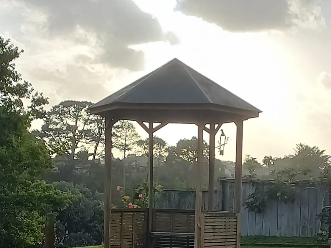 Customer photo review of Kererū / Wood Pigeon