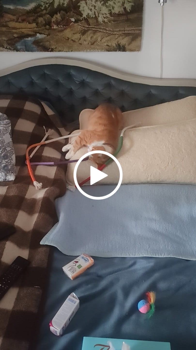 Customer video review of Konopci za Žvakanje za Mačke (Set od 3 Komada)