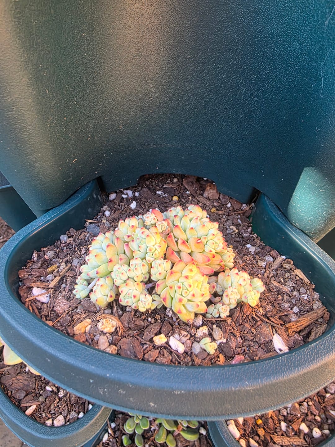 Customer photo review of Echeveria 'Caramel Elf'
