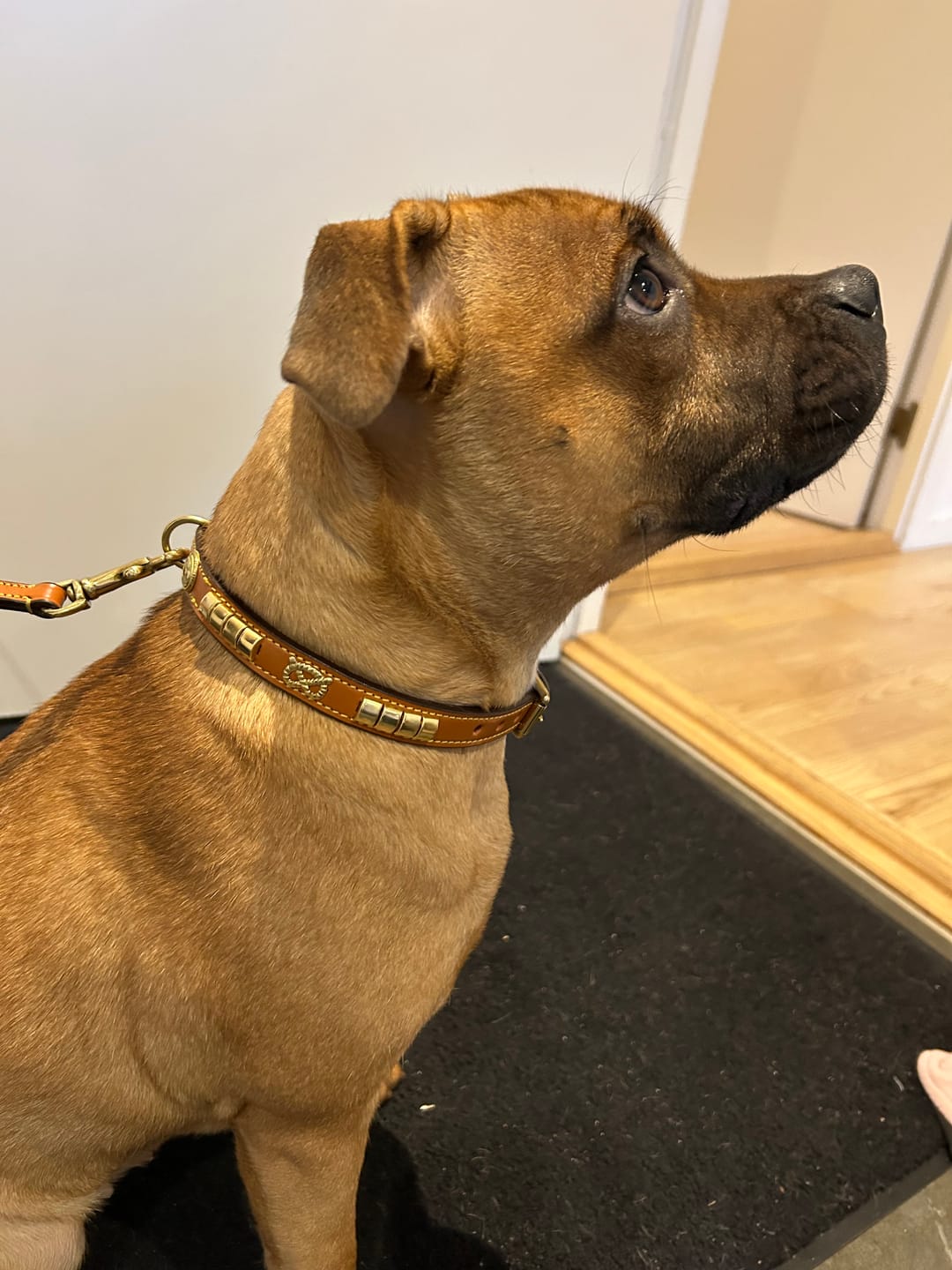 Customer photo review of Staffordshire Bull Terrier 1935® Show Collar & Leash Set - Eik's Champion Edition - Cognac & Gold