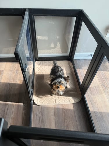 Customer's small puppy stands on a beige Potty Buddy potty pad inside a playpen.