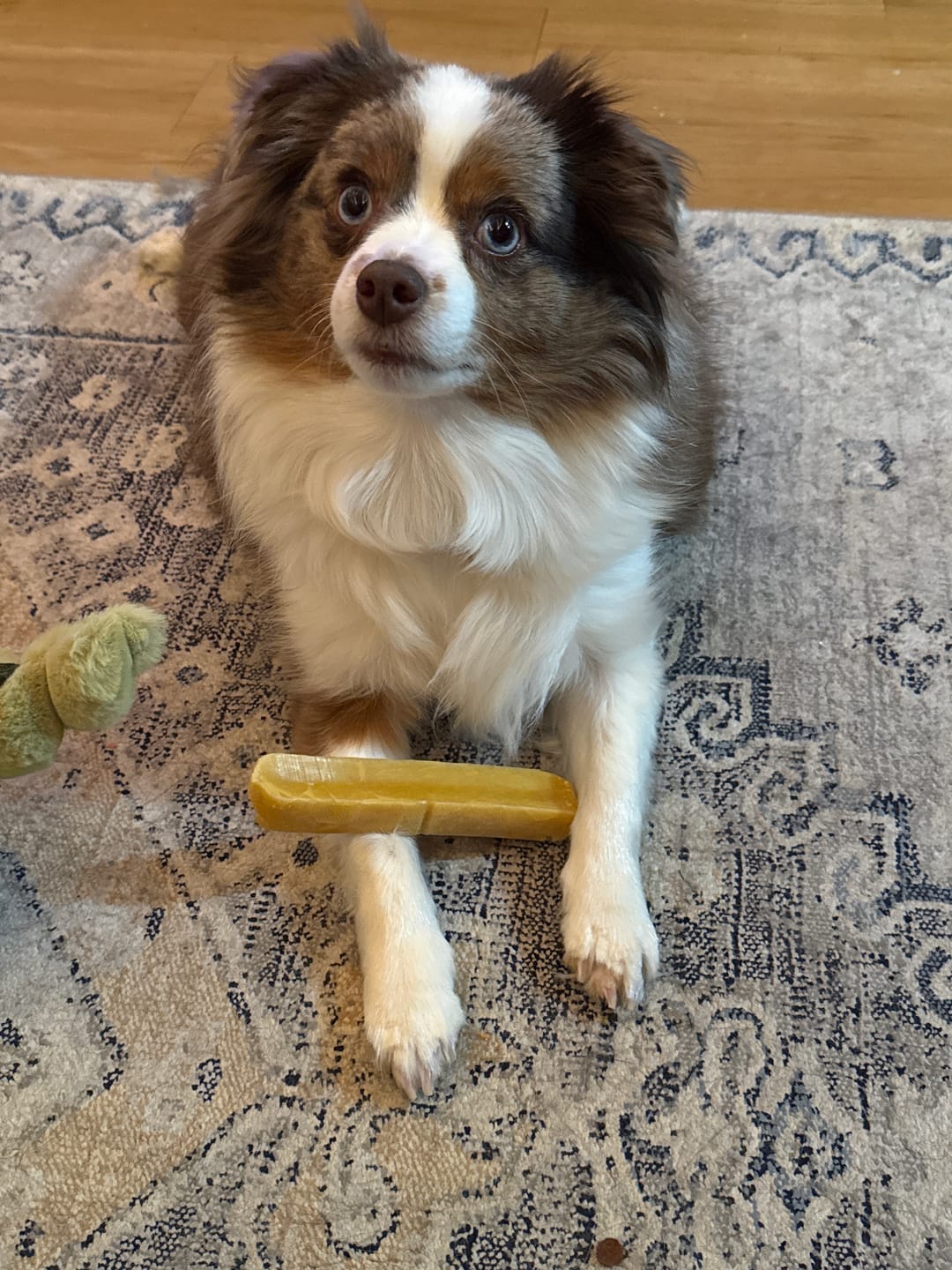 Customer photo review of Himalayan Yak Chew Flavor Pack