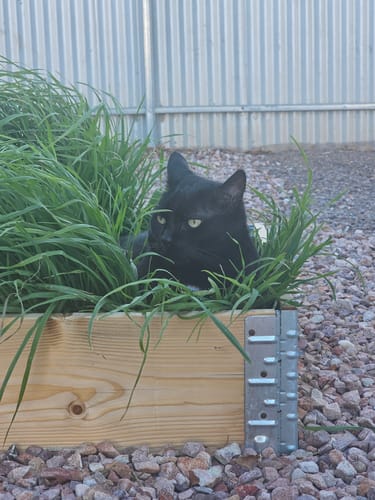 Customer photo review of 3 Month Supply - 3 Cat