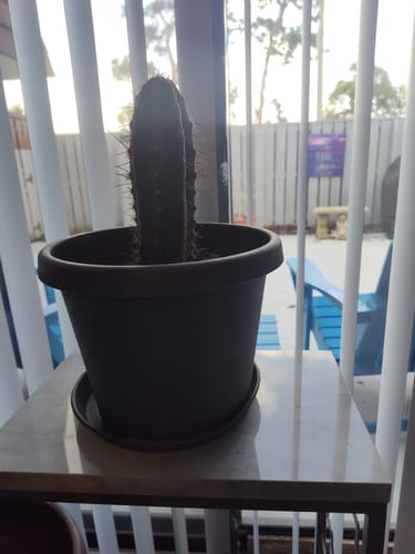 Customer photo review of Trichocereus Peruvianus | Peruvian Torch Cactus