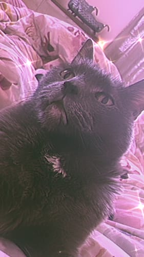 Customer photo review of 2x Blisso Advanced Cat Probiotic | Cat Probiotic for Diarrhea & Kidney Support