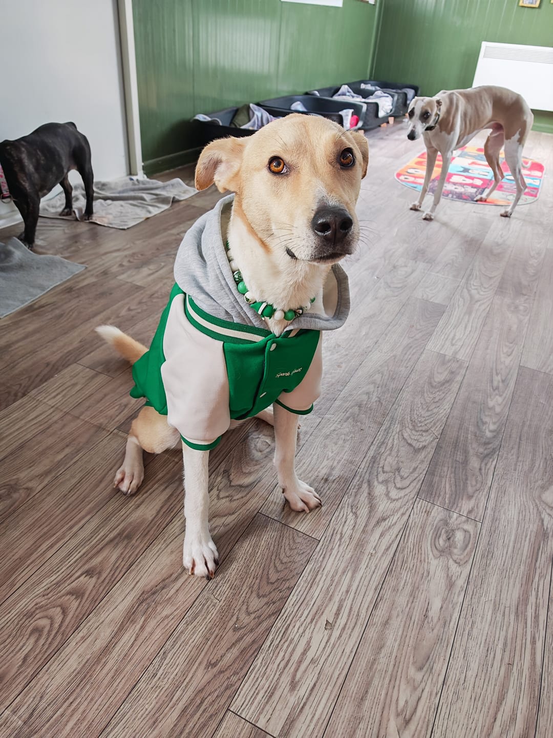 Customer photo review of Dog Varsity Jacket - Green