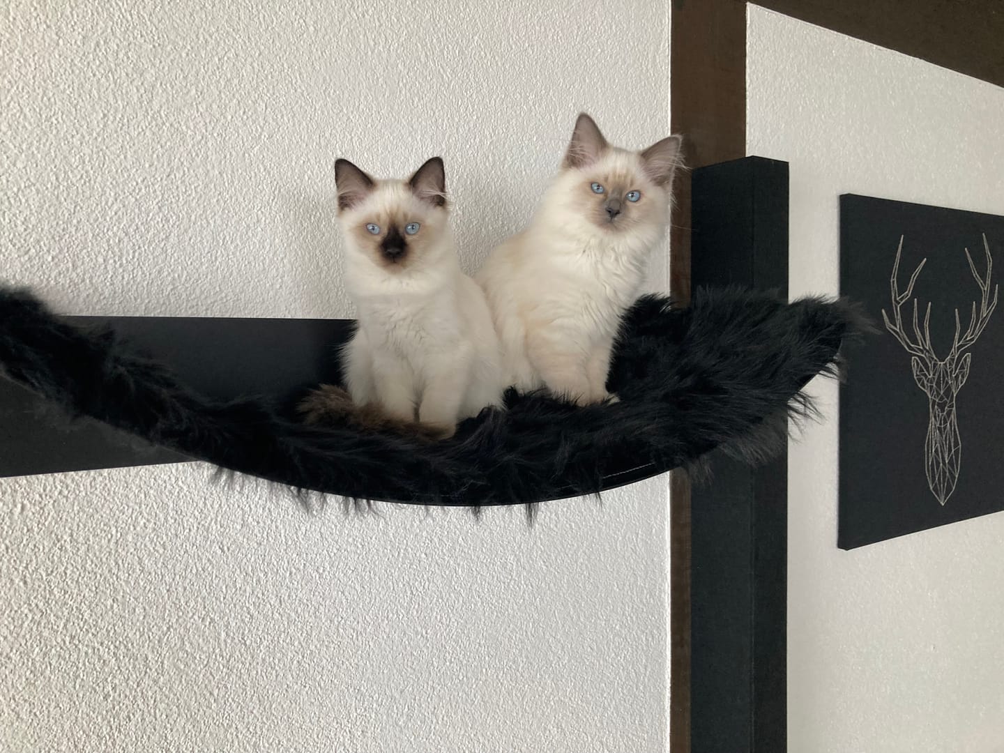 Customer photo review of STYA Katzen Kletterwand | XXL Hängematte WL370