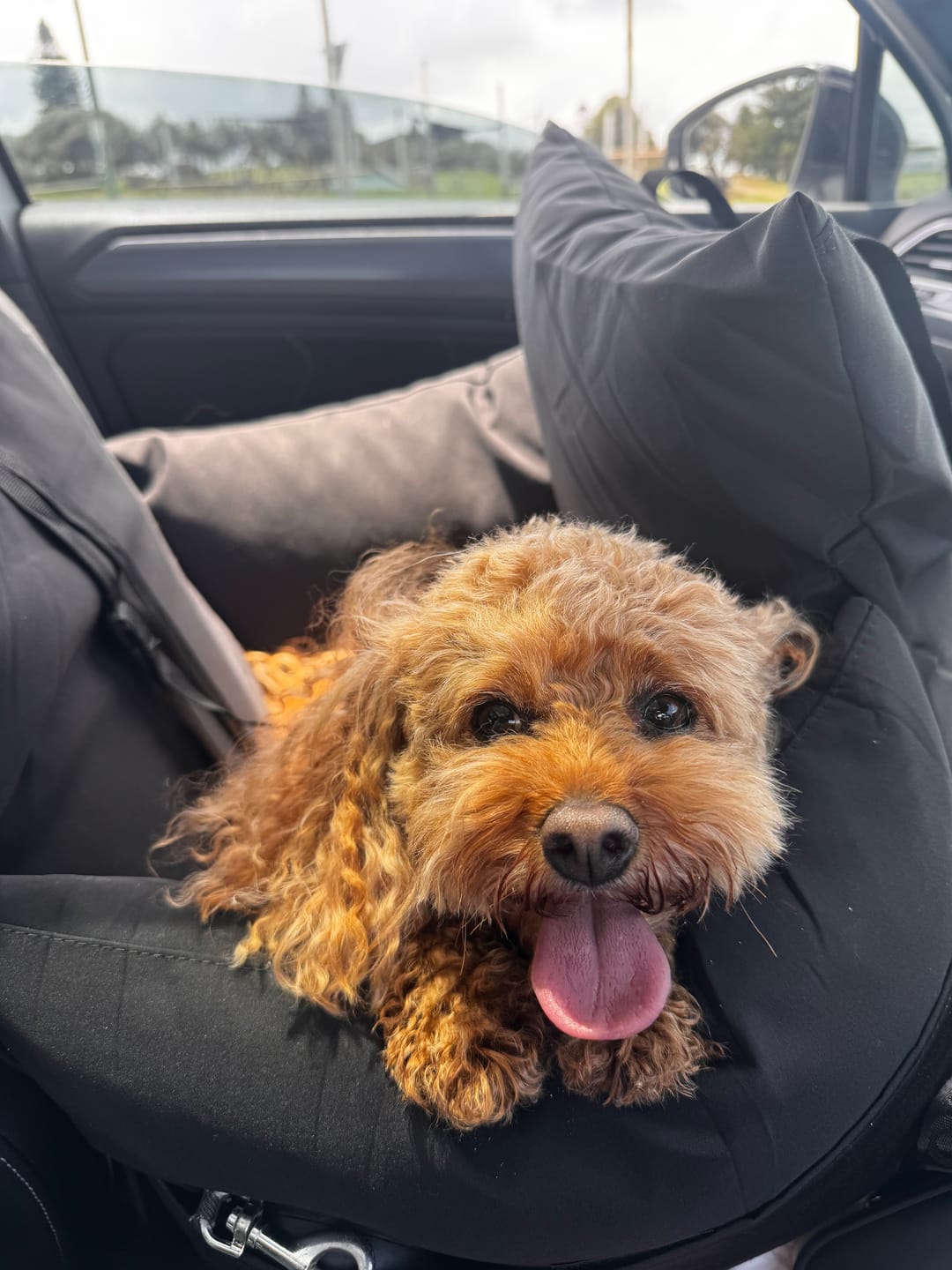 Customer photo review of Dog Car Carrier & Car Seat Carry Bag for Travel