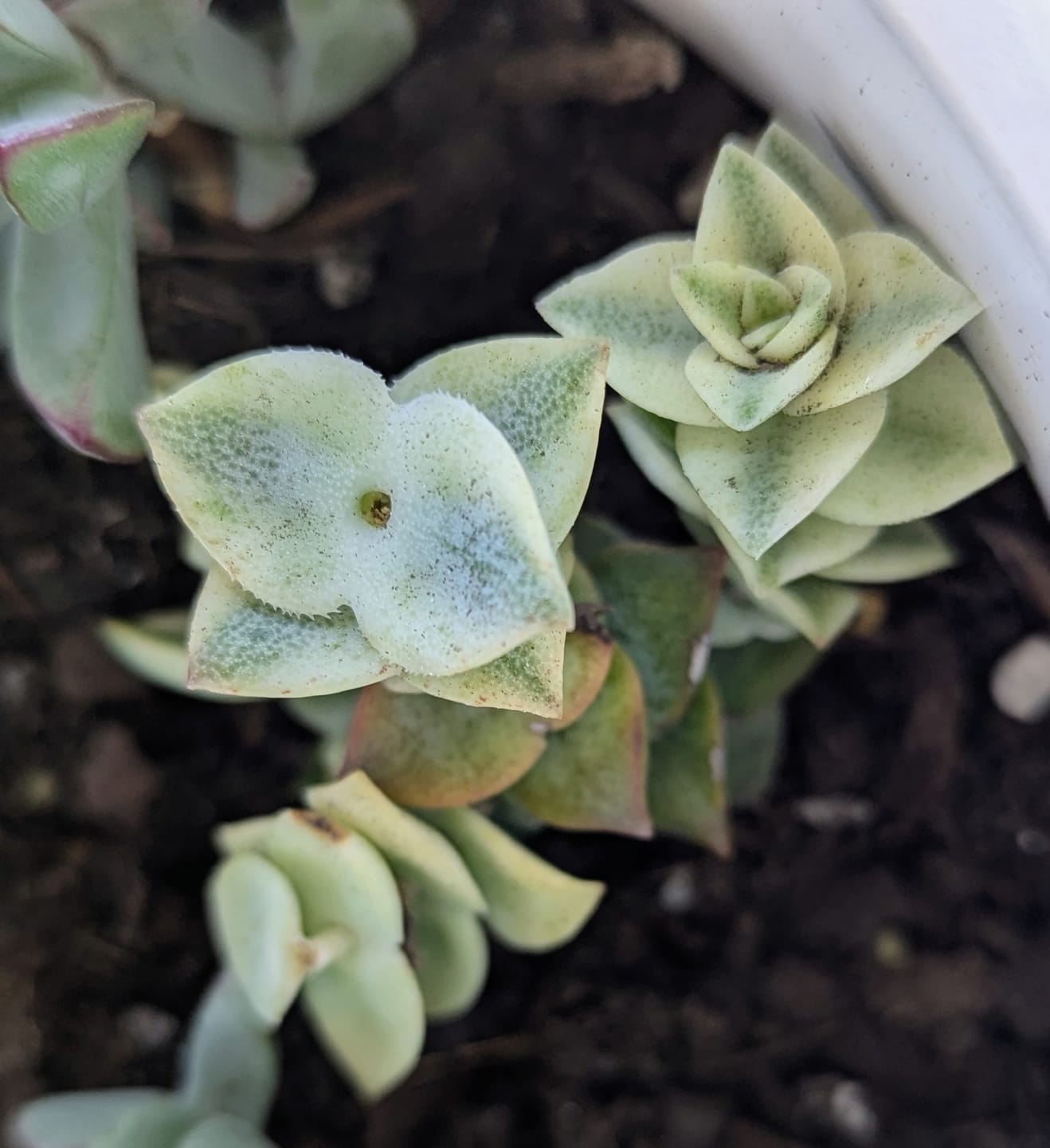 Customer photo review of Crassula perforata variegated