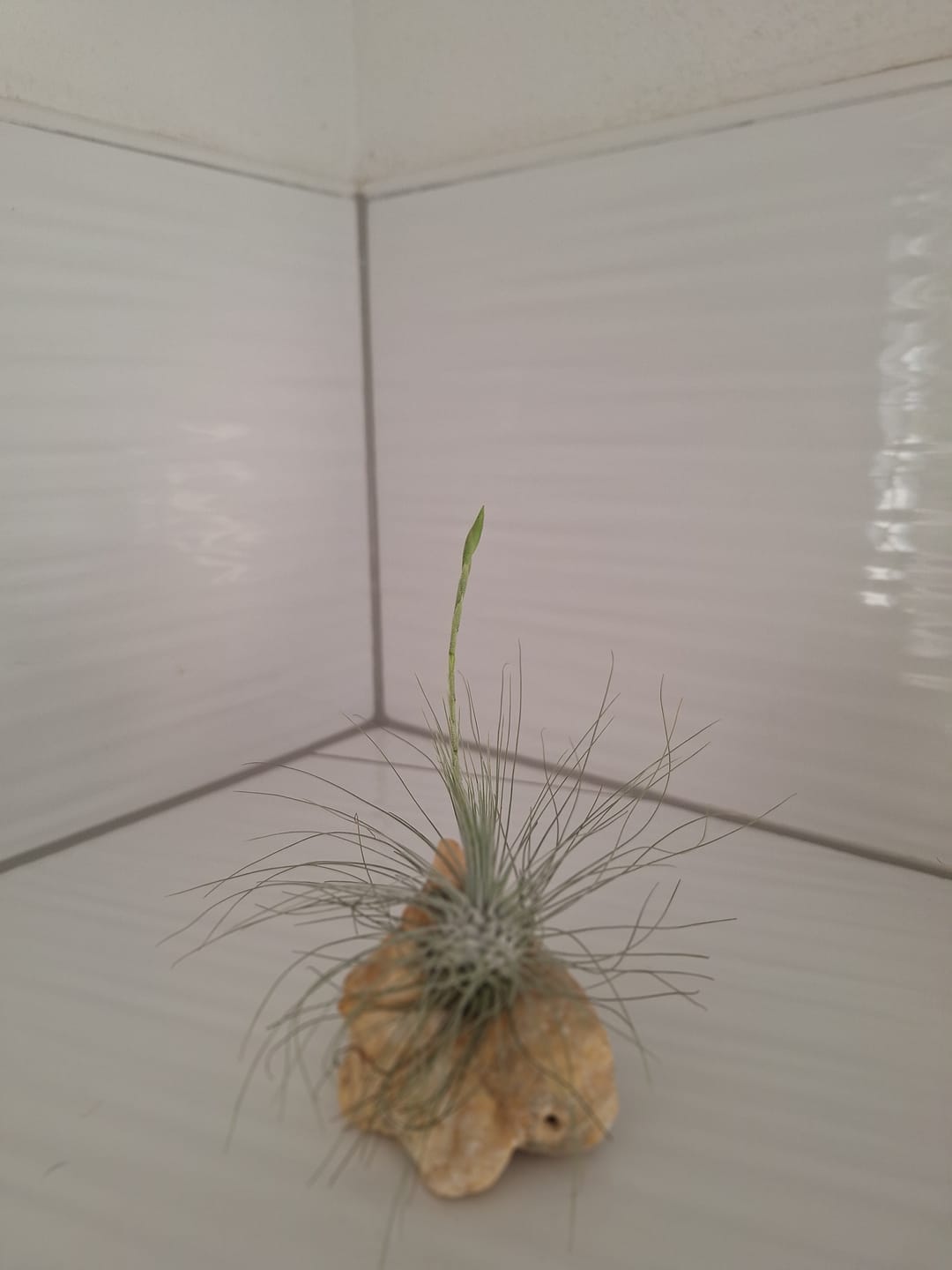Customer photo review of Tillandsia argentea