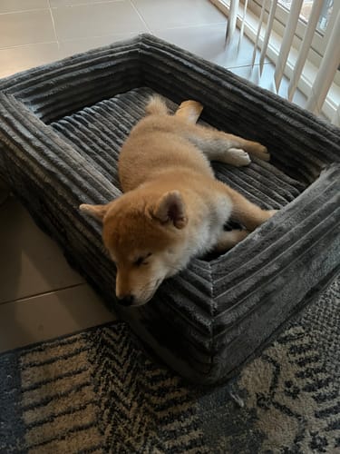 Customer's puppy sleeping curled up in the grey corduroy Orthopaedic Dog Bed.