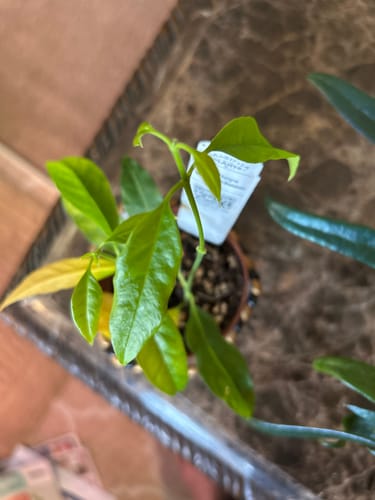 Reviewer's Hoya papaschoni plant viewed from above, showing healthy new growth and bright green leaves.