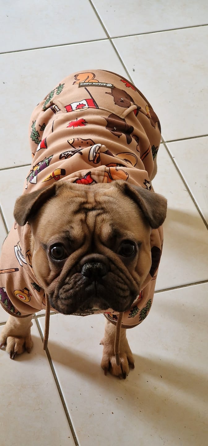 Customer photo review of Canada Dog Hoodie