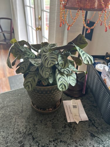 Customer's bushy Ctenanthe burle-marxii plant in a decorative pot on a countertop.