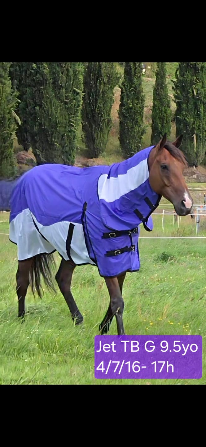 Customer photo review of NZ Tack WaterProof Mesh CrossOver Combo Purple