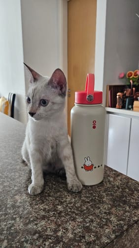 Customer photo review of Miffy Ace Bottle Mega