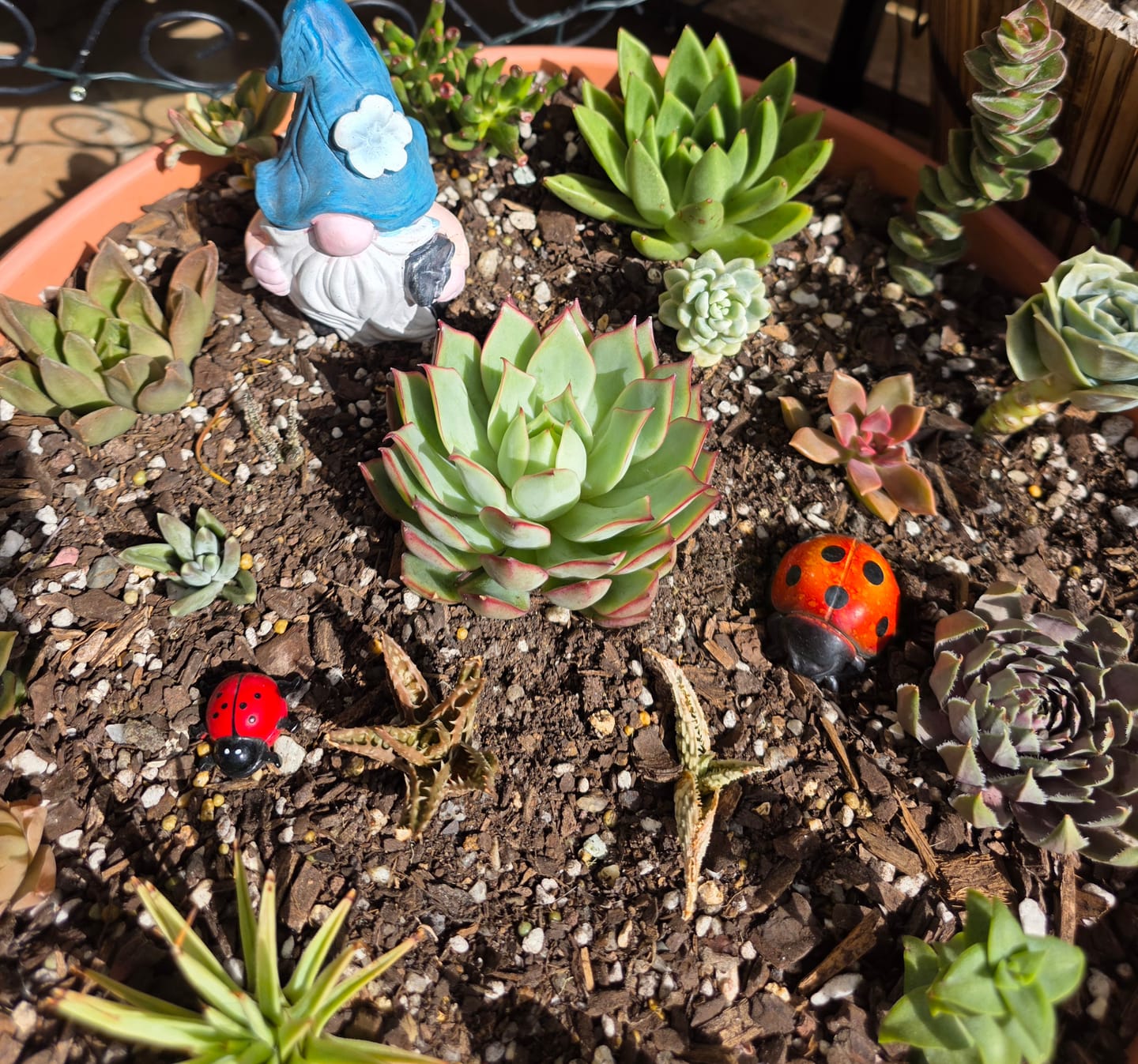 Customer photo review of Echeveria 'Pink Edge'