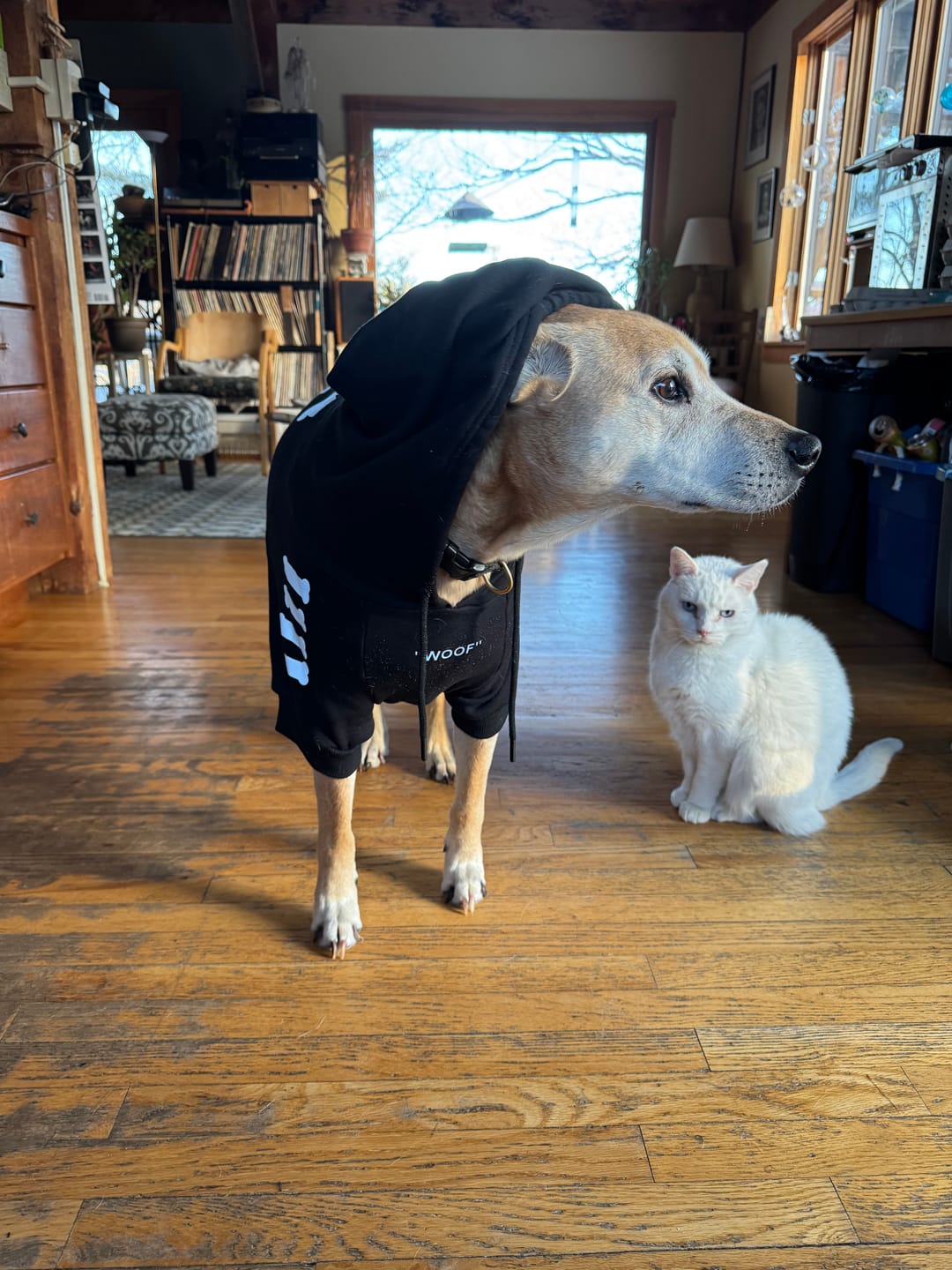 Customer photo review of "WOOF" Dog Hoodie - Black & Reflective