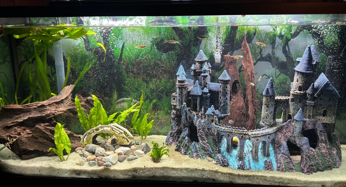 Customer photo review of Penn Plax Super Castle A