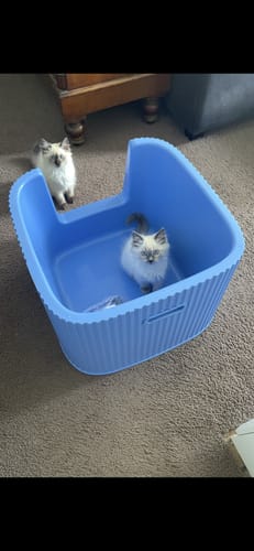 Customer photo review of Michu XXL Kaia Deluxe Cat Litter Box - Spacious Design
