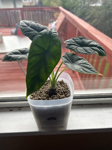 Customer's Alocasia baginda 'Dragon Scale' plant with textured leaves in a clear pot on a windowsill.