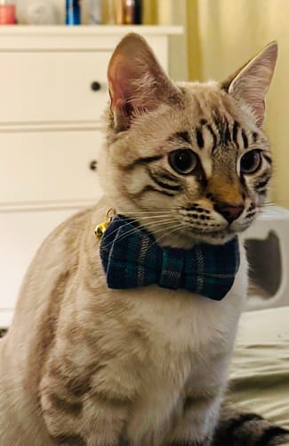 Customer photo review of 1 Month Supply – 1 Cat