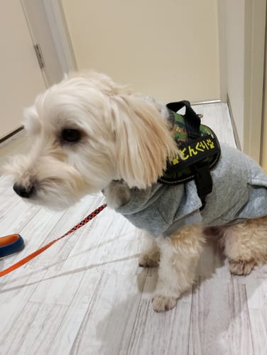 Customer photo review of FunFunPet 高機能ハーネス（お名前タグ作成サービス付き）