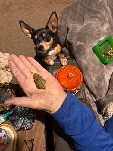 Customer photo review of Purple Kush - 28 Grams - Indica