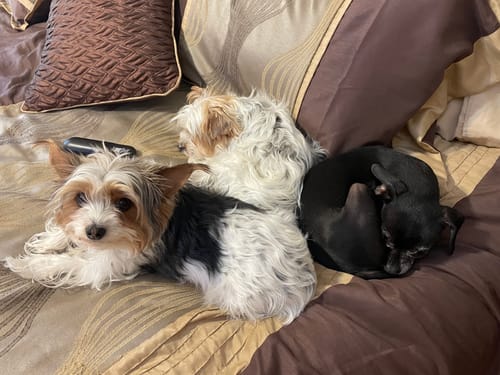 Customer photo review of Fresh Breath, Strong Gums, and Clean Teeth with the DE-01™ Dental Dogbiotic