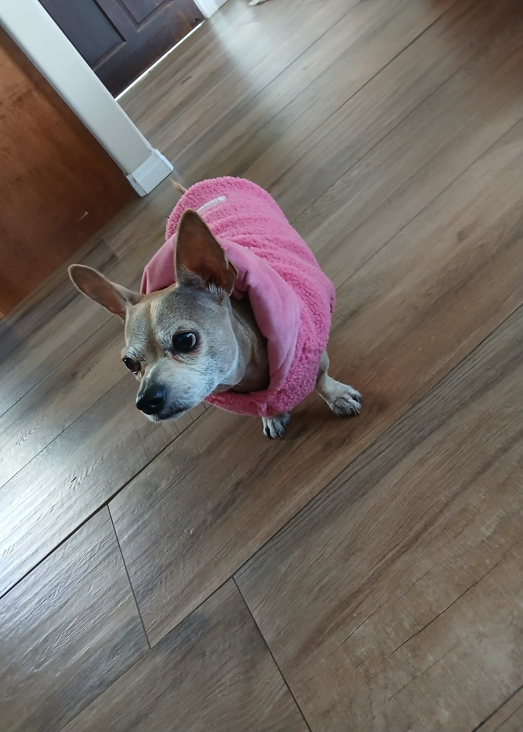 Customer photo review of Teddy Sherpa Dog Jacket - Dark Pink