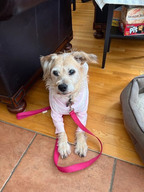 Customer photo review of Dog Pajama - Pink Stripes