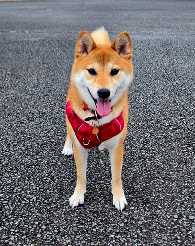 Customer photo review of FunFunPet 高機能ハーネス（お名前タグ作成サービス付き）