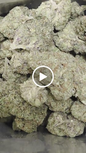 Customer video review of Columbia Gold Flower