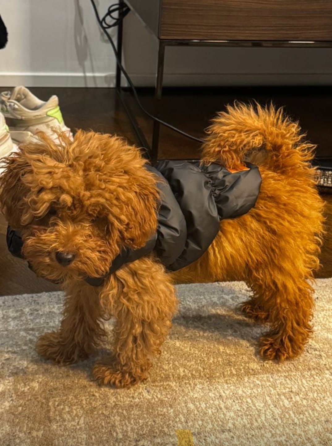 Customer photo review of The Dog Face Piumino