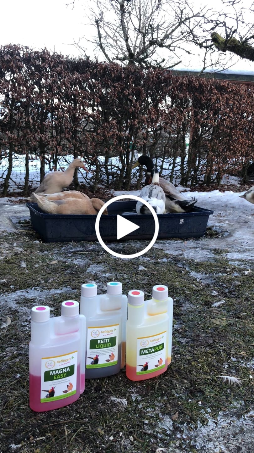 Customer video review of Refit Liquid Elektrolyte für Hühner bei Kreislaufstörungen und zum Ausgleich von Flüssigkeitsmangel