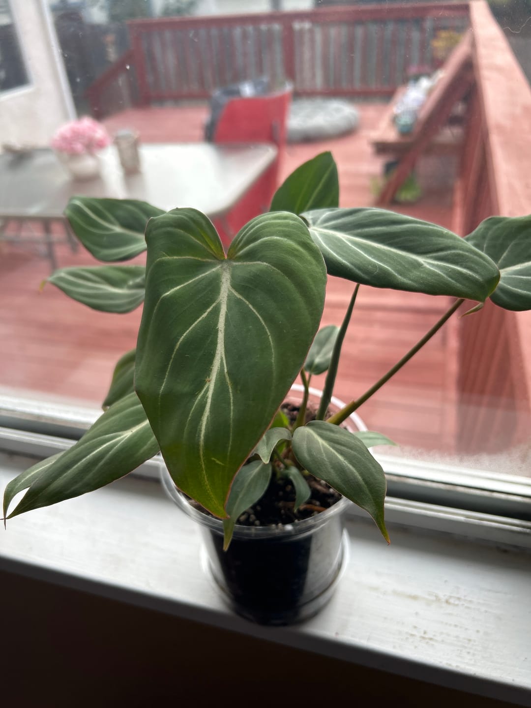 Customer photo review of Philodendron gloriosum